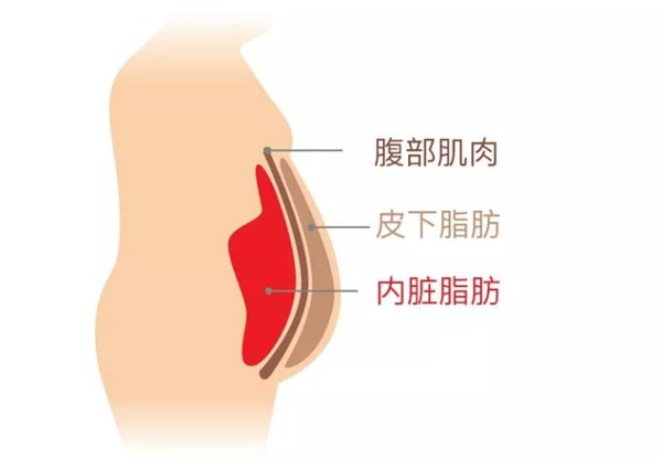 熊猫体育官方网站体育为您讲解:内脏脂肪要怎么减